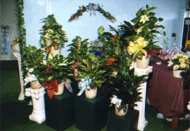 Large selection of green and blooming plants